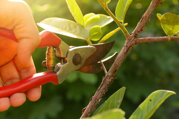 Best Utility Line Clearance  in Lowell, MA